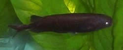 Petrocephalus bovei