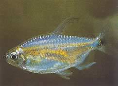 Phenacogrammus Congo II (Tetra du Congo Lemon)