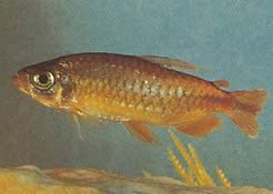 Phenacogrammus deheyni (Tetra du Congo de Deheyn)