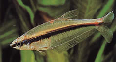 Phenagoniates macrolepis (Panama red tetra)