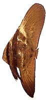 Platax orbicularis (Orbicular bat fish)