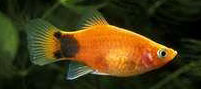 Platy mickey mouse (PLAMEY MICKEY MOUSE)