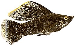 Poecilia latipinna (Molly veil)