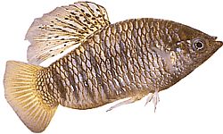 Poecilia nigrofasciata (Black ray poecilia)