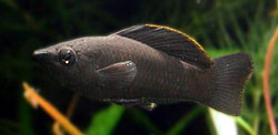 Poecilia sphenops (Black Molly)
