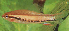 Poecilocharax bovallii