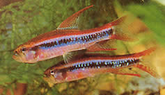 Poecilocharax weitzmani (Charax de Weitzman, Tetra-Flechette Noir)