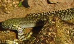 Polypterus ornatipinnis (Polypterus ornatipinnis)