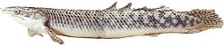 Polypterus palmas (Polypterus Palmas)