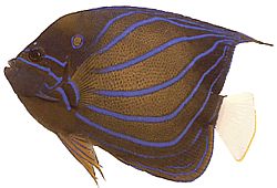 Pomacanthus annularis (Ring fish)