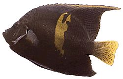 Pomacanthus maculosus (Angel fish in Croissant)