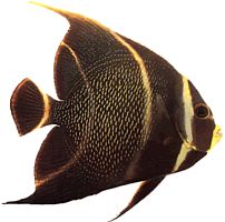 Pomacanthus paru (French Angel)