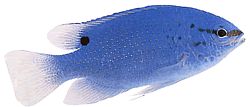Pomacentrus caeruleus (Blue-green lady)