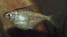 Poptella longipinnis (Long fins tetra)