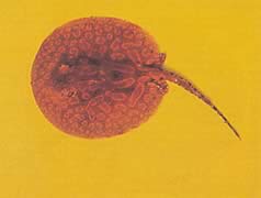 Potamotrygon laticeps (Réie à Aiguillon Common)