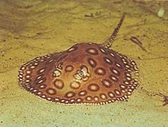Potamotrygon motoro