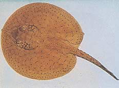 Potamotrygon schroederi (Schroder pastenague, ray guacamaya)