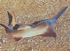 Pristis microdon (Northern Scie Fish)