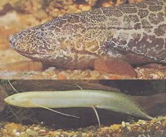 Protopterus aethiopicus aethiopicus