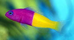 Pseudochromis paccagnellae (Vanilla-Fraise Fish)