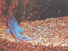 Pseudoscaphirhynchus kaufmanni