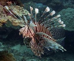 Pterois volitans (Scoring fish)