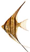 Pterophyllum altum