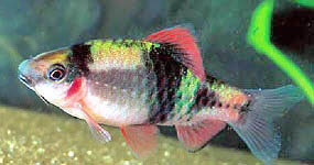 Puntius fasciatus (Bearded strawberry, bearded fire)