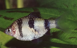 Puntius nigrofasciatus (Red head beardbus, bearded nigor)