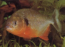 Pygocentrus caribe (Scapular sparanha)