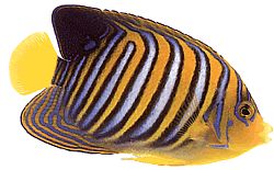 Pygoplites diacanthus