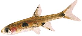 Rasbora maculata