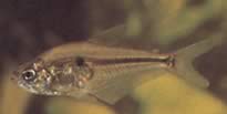 Roeboides caucae (Characin du Cauca)