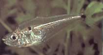Roeboides descalvadensis (Hunchback, head at the bottom of Descalvado)