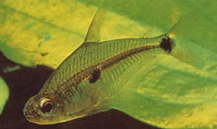Roeboides meeki (Glass tetra)