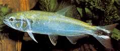 Salminus maxillosus (Characin-Tigre of Amazon)