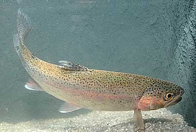 Salmo gairdneri (Rainbow trout)
