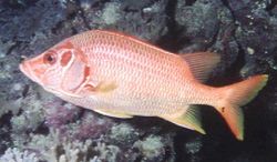 Sargocentron spinifer (Large Machoires)