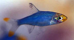 Sawbwa resplendens (Sawbwa Resplendens)