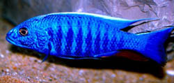 Scianochromis fryeri (Electric Blue)