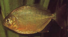 Serrasalmus calmoni (Dark piranha, Calmon piranha)