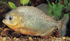 Serrasalmus spilopleura Black strip pacu, night piray