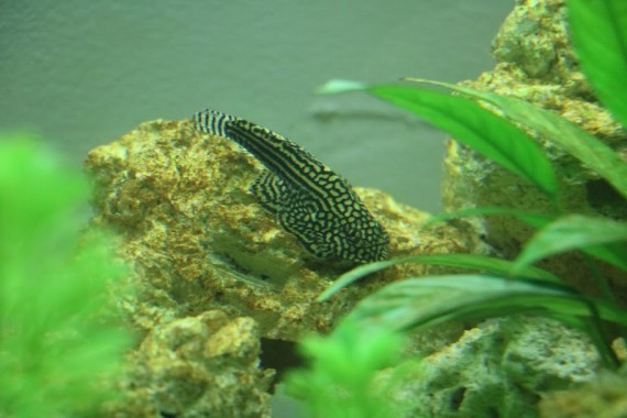 Sewellia Lineolata (Loche Leopard)