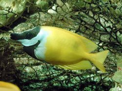 Siganus vulpinus (Runo or fish-lap fish)