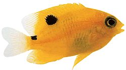 Stegastes planifrons (Lady orange)