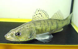 Stizostedion lucioperca (Sorter)