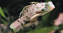 Synchiropus picturatus