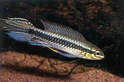 Taeniacara candidi