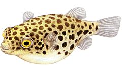 Tetraodon fluviatilis (Tetraodon fluviatilis)