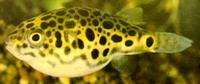Tetraodon schoutedeni